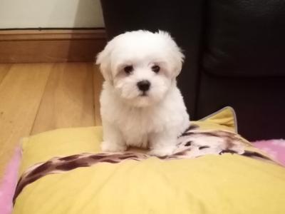 Beautiful 🌟 Cavachon / Bichon puppies in Meath 🐾🌟
