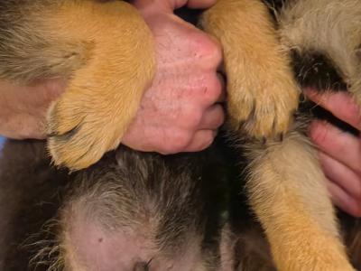German Shepherd pups for sale in Tipperary
