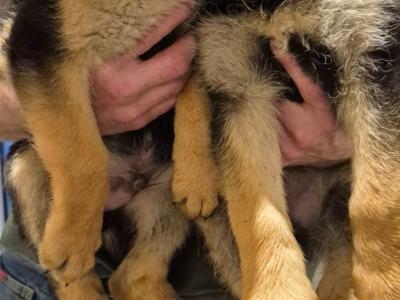 German Shepherd pups for sale in Tipperary