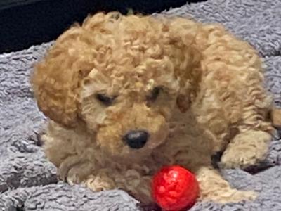 Male Cavapoo pup in Wexford