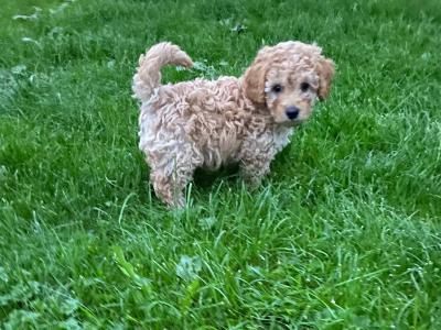 Male Cavapoo pup in Wexford