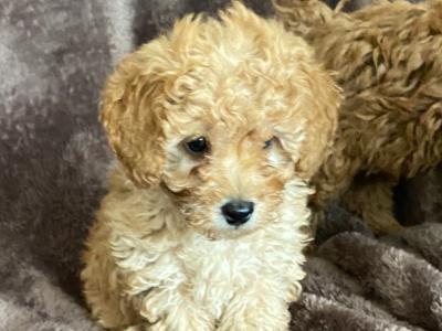 Male Cavapoo pup in Wexford