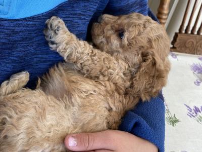 Male Cavapoo pup in Wexford