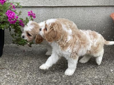 Beautiful Cavachon puppies in Longford