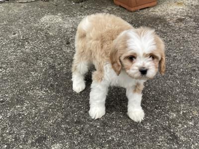 Beautiful Cavachon puppies in Longford