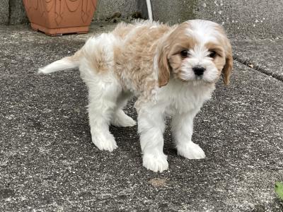 Beautiful Cavachon puppies in Longford