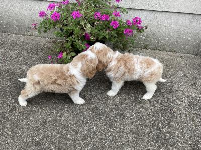 Beautiful Cavachon puppies in Longford