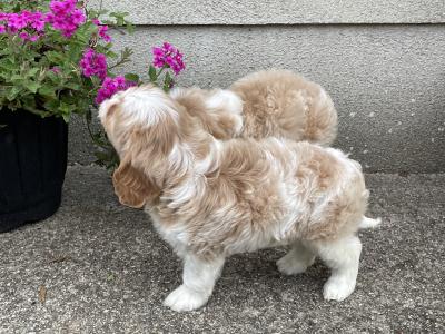 Beautiful Cavachon puppies in Longford
