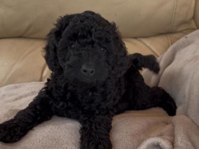 Beautiful Toy Poodle puppies for sale in Kerry-Update Black puppy sold.