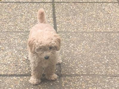 Beautiful Toy Poodle puppies for sale in Kerry-Update Black puppy sold.