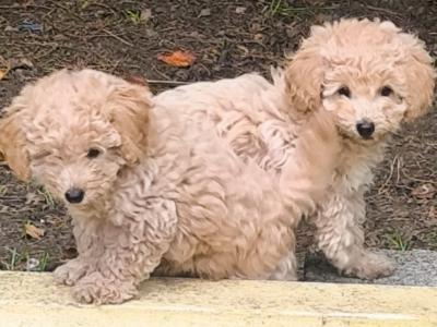 Beautiful Toy Poodle puppies for sale in Kerry-Update Black puppy sold.
