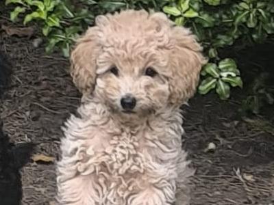 Beautiful Toy Poodle puppies for sale in Kerry-Update Black puppy sold.