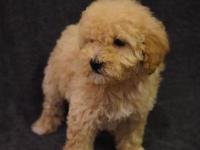 Amazing Poochon puppies in Offaly