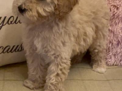 Amazing Poochon puppies in Offaly