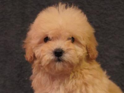 Amazing Poochon puppies in Offaly