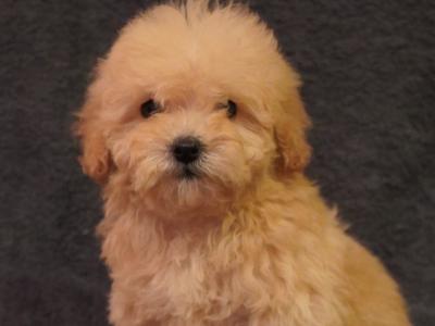 Amazing Poochon puppies in Offaly