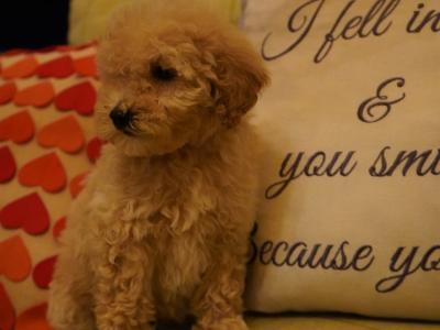 Amazing Poochon puppies in Offaly