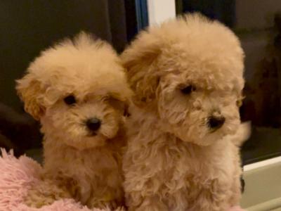 Amazing Poochon puppies in Offaly