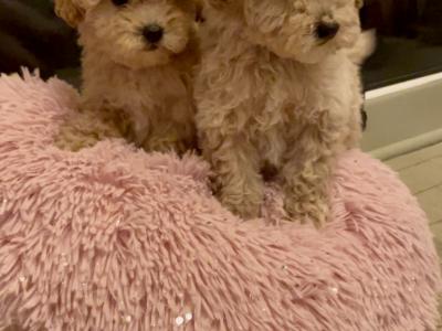 Amazing Poochon puppies in Offaly