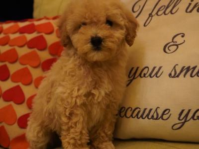 Amazing Poochon puppies in Offaly