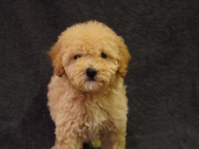 Amazing Poochon puppies in Offaly
