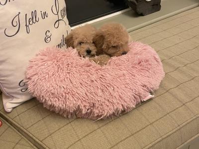 Amazing Poochon puppies in Offaly