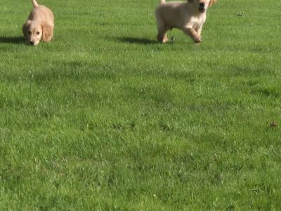 Golden Irish Setter puppies in Limerick