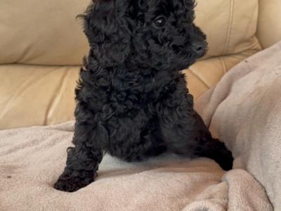 Beautiful Toy Poodle puppies for sale in Kerry-Update Black puppy sold.