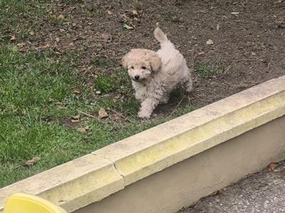 Beautiful Toy Poodle puppies for sale in Kerry-Update Black puppy sold.