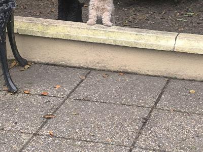 Beautiful Toy Poodle puppies for sale in Kerry-Update Black puppy sold.