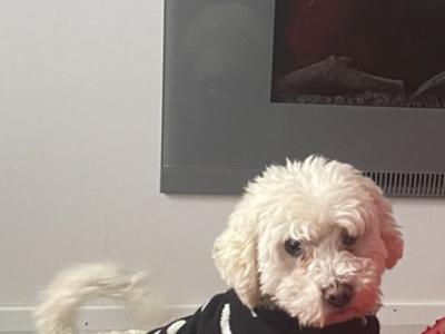 Amazing Poochon puppies in Offaly