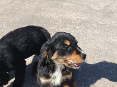 Golden Retriever x Bernese Mountain Dog puppies in Monaghan