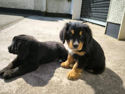 Golden Retriever x Bernese Mountain Dog puppies in Monaghan