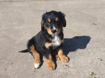Golden Retriever x Bernese Mountain Dog puppies in Monaghan