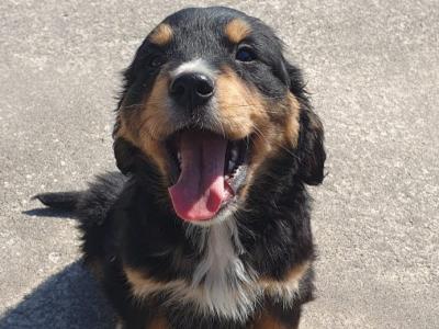 Golden Retriever x Bernese Mountain Dog puppies in Monaghan