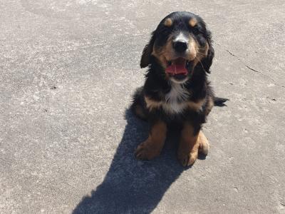 Golden Retriever x Bernese Mountain Dog puppies in Monaghan