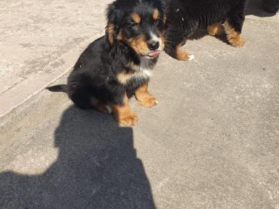 Golden Retriever x Bernese Mountain Dog puppies in Monaghan