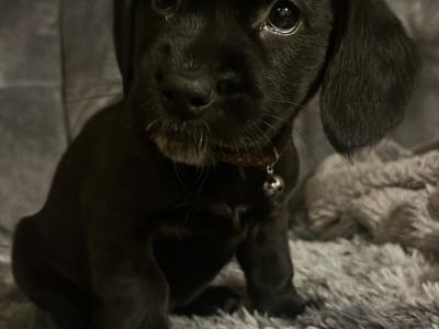 Cocker Spaniel x Terrier puppies in Galway
