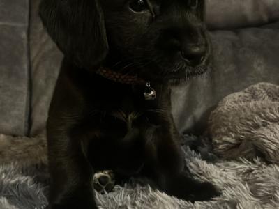 Cocker Spaniel x Terrier puppies in Galway