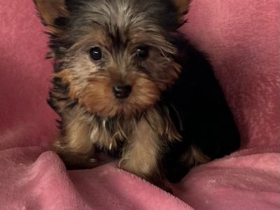 Miniature Yorkshire Terrier