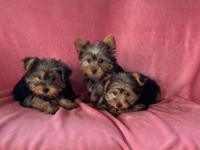 Miniature Yorkshire Terrier