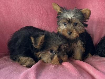 Miniature Yorkshire Terrier