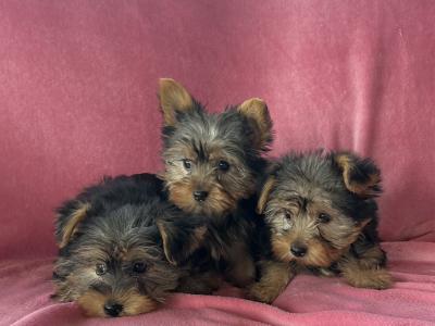 Miniature Yorkshire Terrier