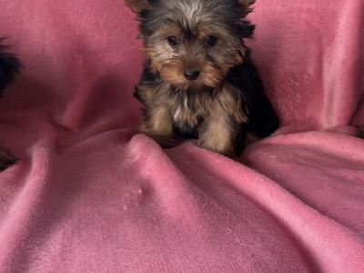 Miniature Yorkshire Terrier