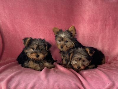 Miniature Yorkshire Terrier