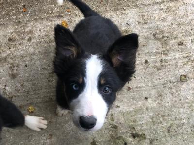 Active Sheepdog puppies in Wicklow