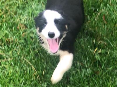 Active Sheepdog puppies in Wicklow