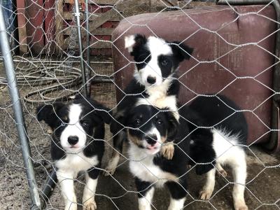 Active Sheepdog puppies in Wicklow