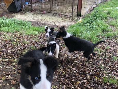 Active Sheepdog puppies in Wicklow