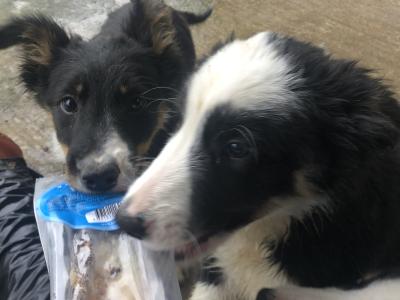Active Sheepdog puppies in Wicklow